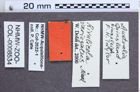 Etiketten zu Rivulicola variegatus (Macleay, 1872) (NHMW-ZOO-COL-0008534)